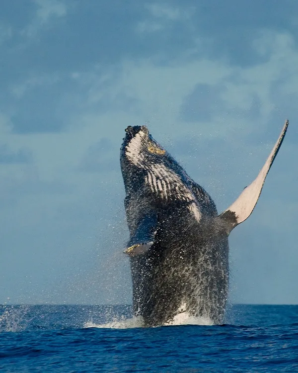 baleine
