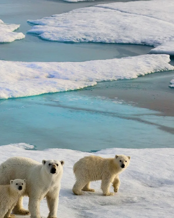 croisiere arctique ours