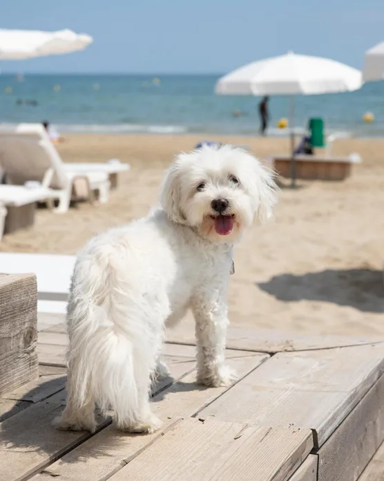 Plage Palace, photo 13