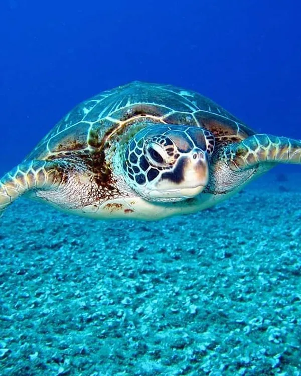 tortuguero