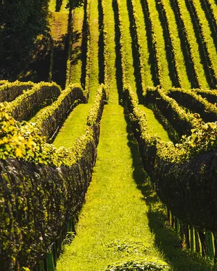 Road trip en Bourgogne : Entre vignobles, châteaux et villages authentiques