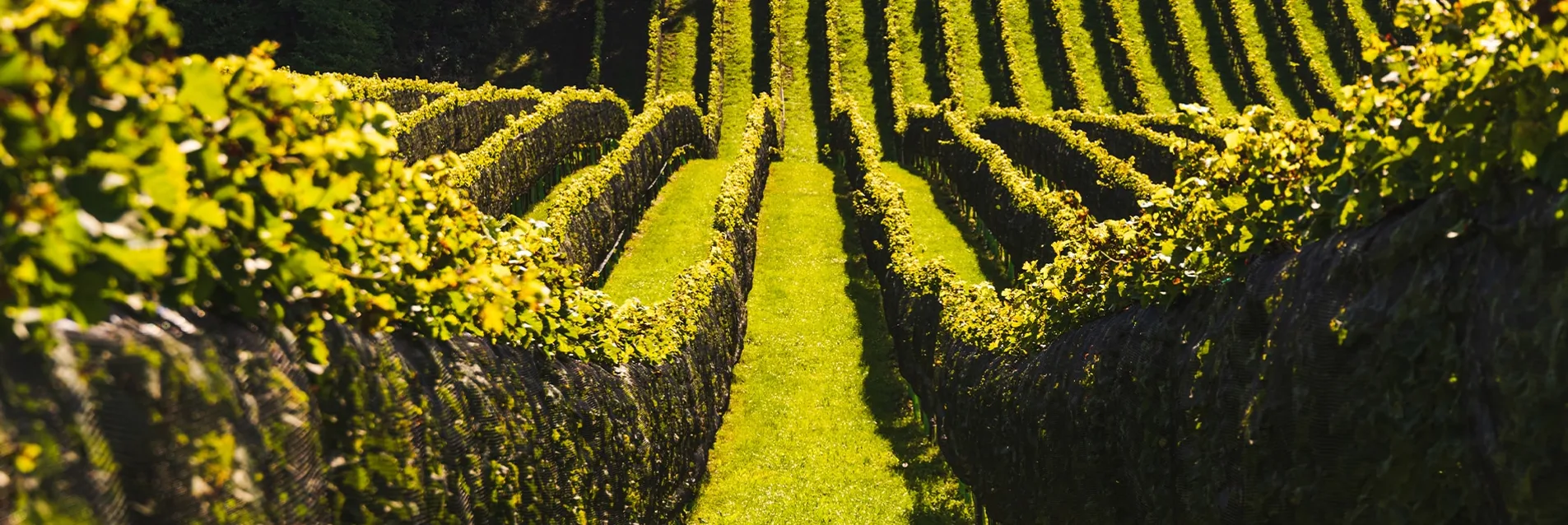Road trip en Bourgogne : Entre vignobles, châteaux et villages authentiques